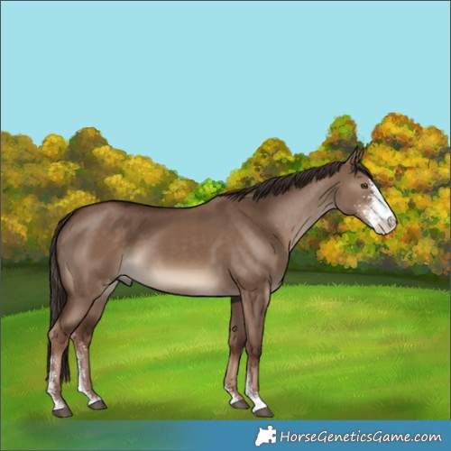 Horse Color:Liver Red Dun Sabino 