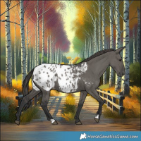 Horse Color:Grullo Blanket 