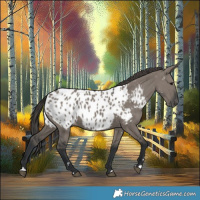 Horse Color:Grullo Near Leopard 