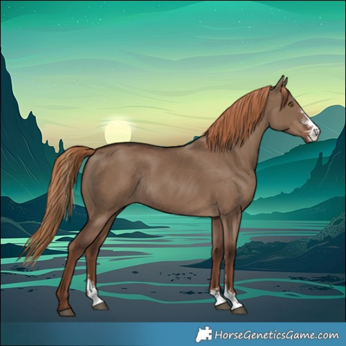 Horse Color:Liver Red Dun Sabino Rabicano 