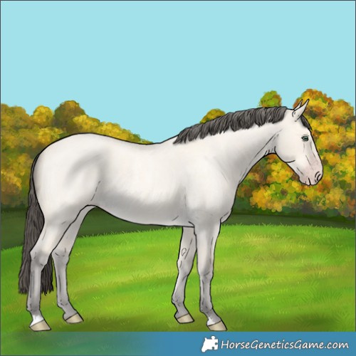 Horse Color:Amber Cream Champagne Roan Dun 