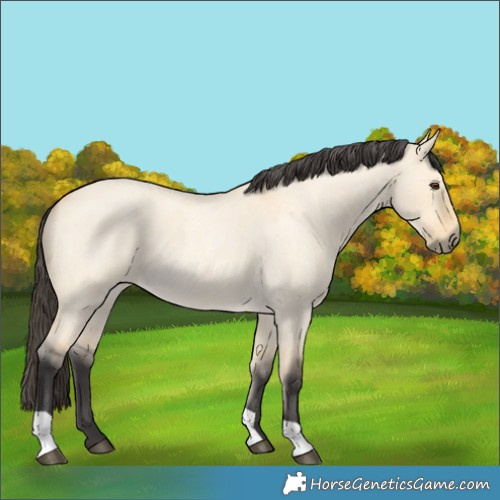 Horse Color:Buckskin Roan Dun 