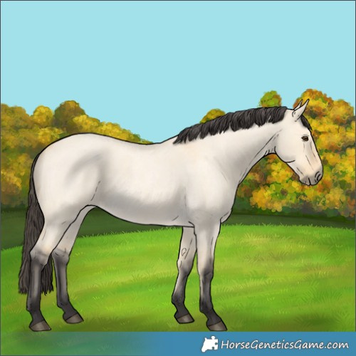 Horse Color:Buckskin Roan Dun 