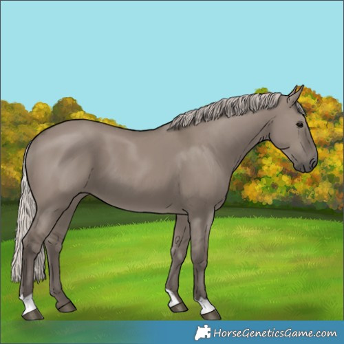 Horse Color:Silver Grullo 