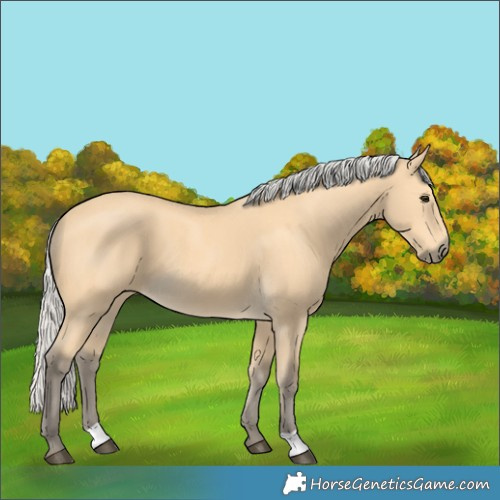 Horse Color:Silver Buckskin 