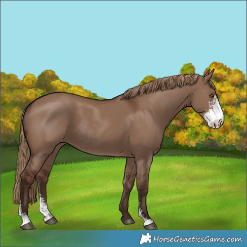 Horse Color:Liver Red Dun Sabino Rabicano 