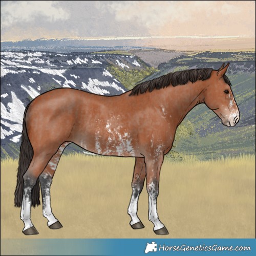 Horse Color:Bay Sabino Rabicano  and Bay Sabino Rabicano 