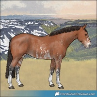 Horse Color:Bay Sabino Rabicano and Bay Sabino Rabicano