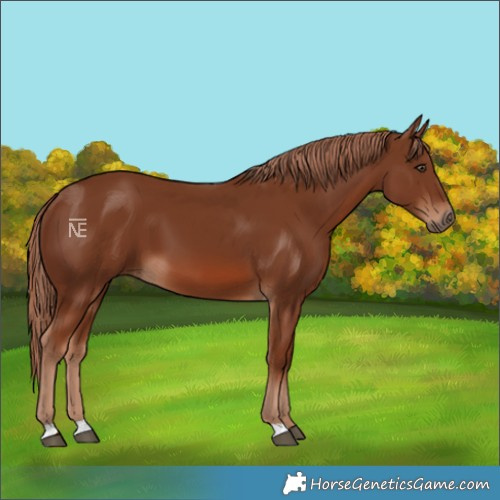 Horse Color:Chestnut 