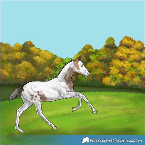 Horse Color:Sable Champagne Splash Tobiano Appaloosa 