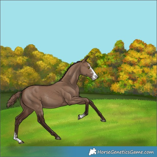 Horse Color:Liver Red Dun Sabino Rabicano 