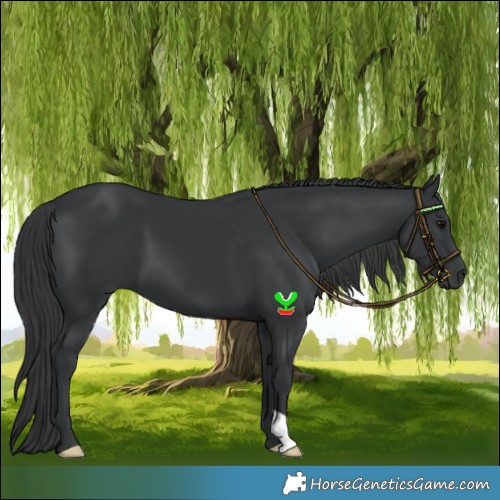 Horse Color:Black 