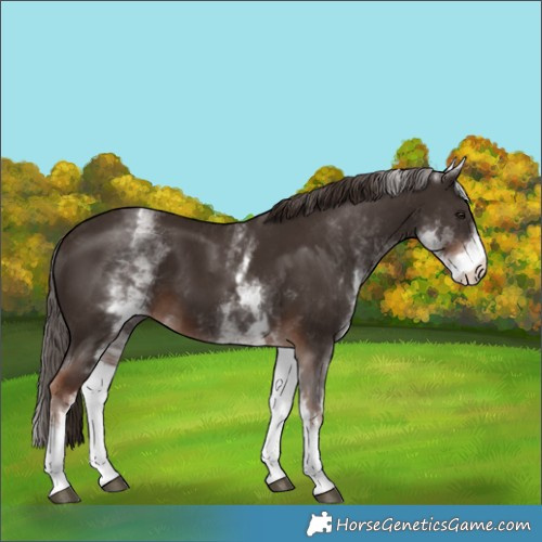 Horse Color:White Spotted Liver Chestnut 