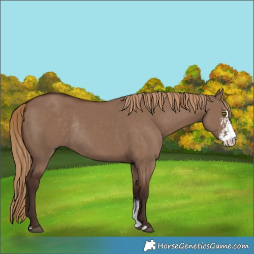 Horse Color:Liver Red Dun Sabino Rabicano 