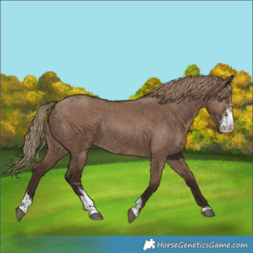 Horse Color:Liver Red Dun Sabino Rabicano 