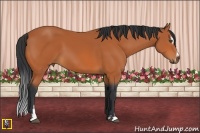 Horse Color:Bay Sabino