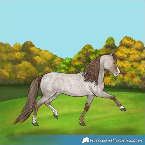 Horse Color:Liver Red Dun Roan Sabino Rabicano 