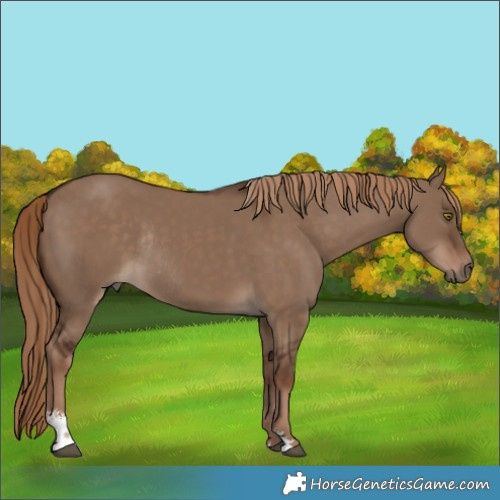 Horse Color:Liver Red Dun Sabino Rabicano 