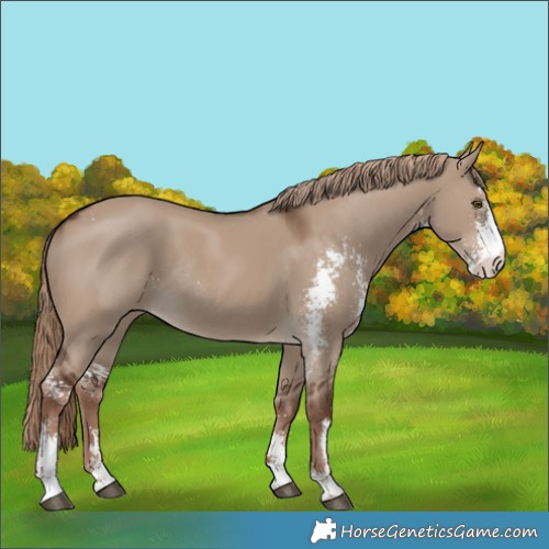 Horse Color:Liver Red Dun Sabino Rabicano 