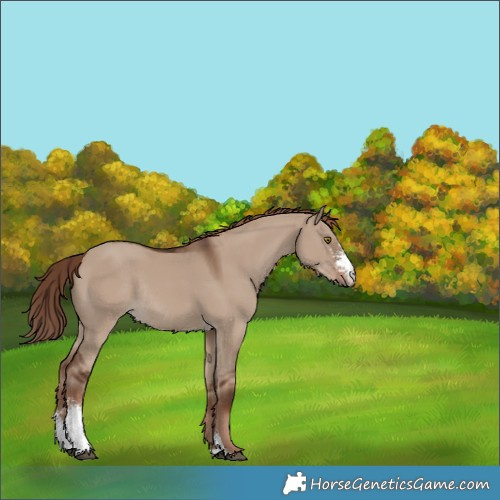 Horse Color:Liver Red Dun Sabino Rabicano 