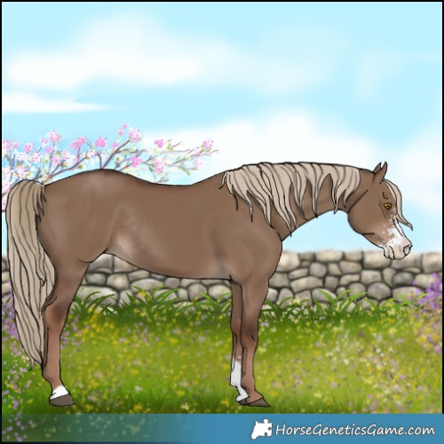 Horse Color:Liver Red Dun Sabino Rabicano 