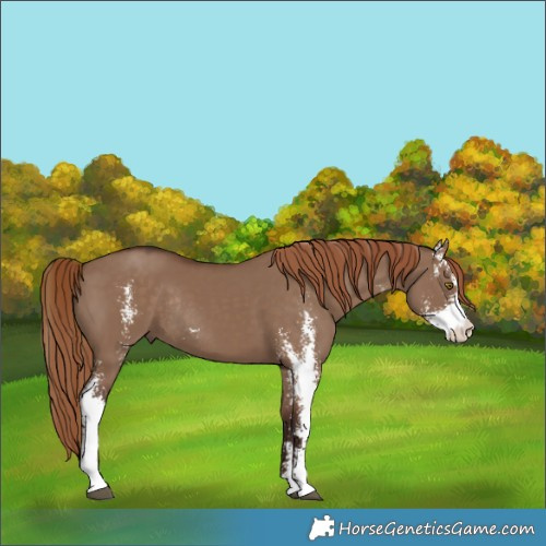 Horse Color:Liver Red Dun Sabino Rabicano