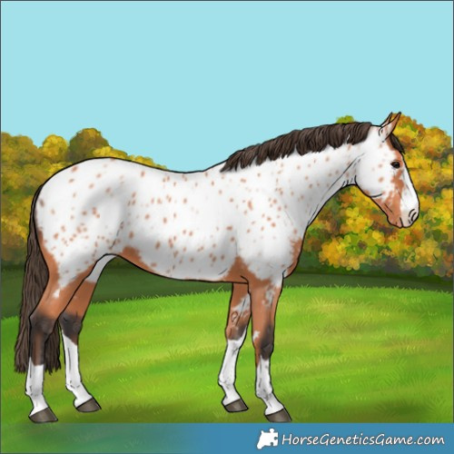 Horse Color:Bay Near Leopard