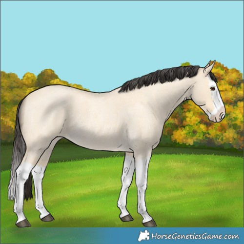 Horse Color:Buckskin Roan Dun Splash 