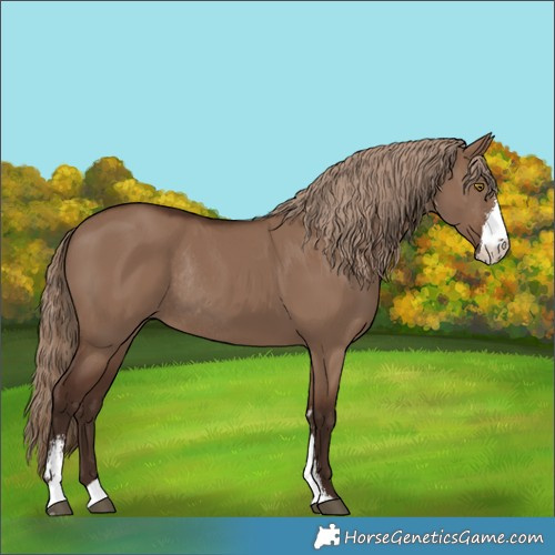 Horse Color:Liver Red Dun Sabino Rabicano 