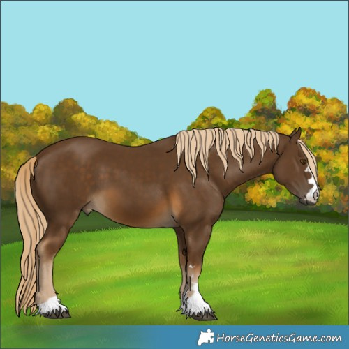 Horse Color:Chocolate Palomino 