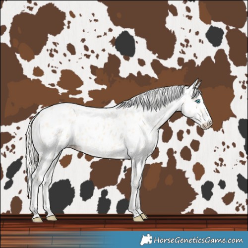 Horse Color:Cremello Leopard