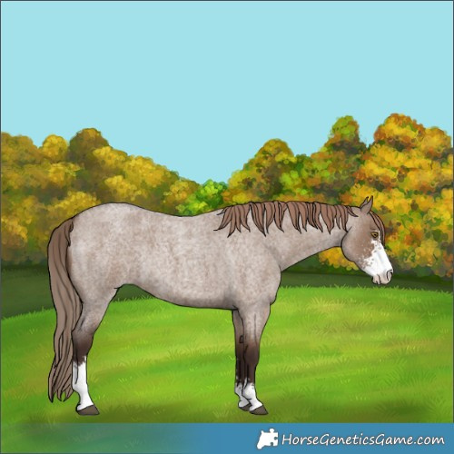 Horse Color:Liver Red Dun Roan Sabino Rabicano