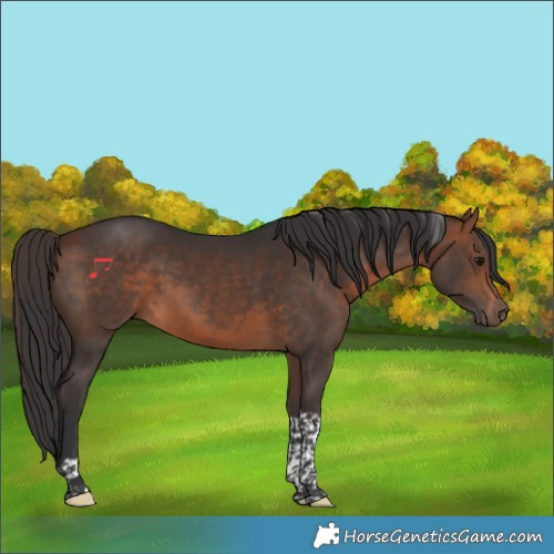 Horse Color:Bay Tobiano Rabicano 