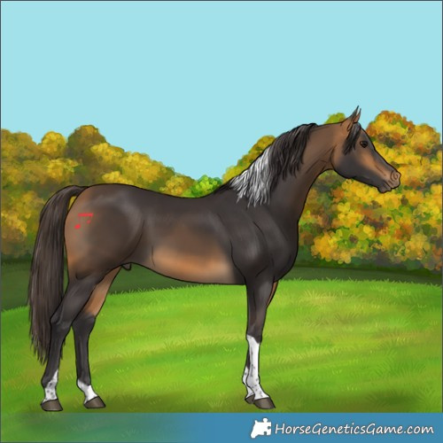 Horse Color:Buckskin Tobiano