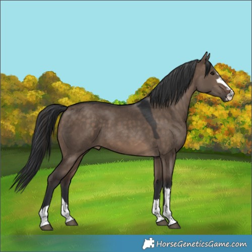 Horse Color:Brown Dun 