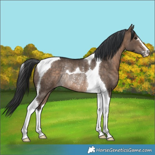 Horse Color:Bay Dun Tobiano Rabicano