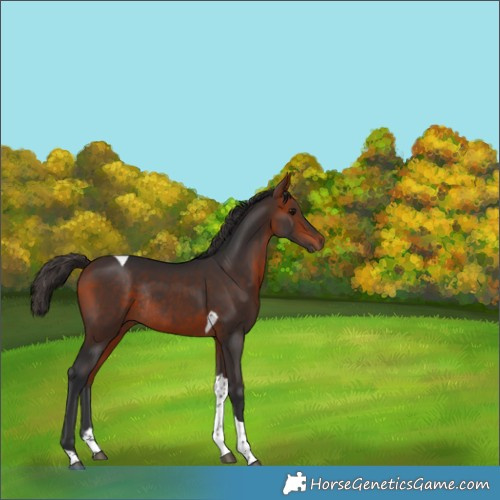 Horse Color:Bay Tobiano Rabicano 
