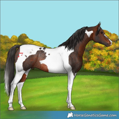 Horse Color:Bay Tobiano Rabicano