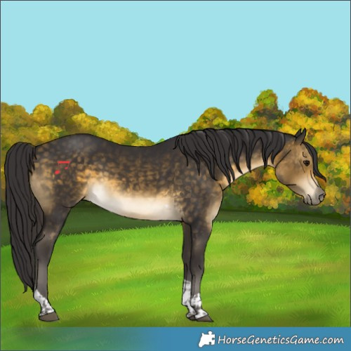 Horse Color:Buckskin Tobiano Rabicano
