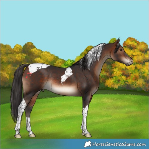 Horse Color:Bay Tobiano Rabicano