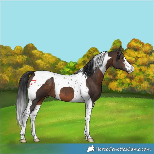 Horse Color:Brown Tobiano 