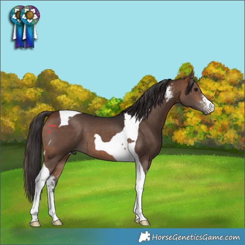 Horse Color:Bay Sabino Tobiano