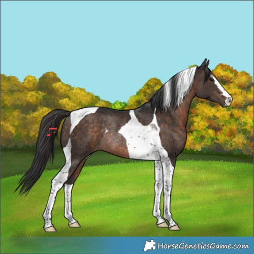 Horse Color:Brown Tobiano Rabicano 