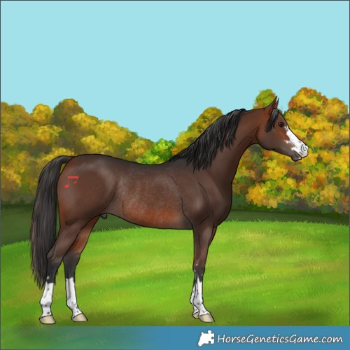 Horse Color:Bay Rabicano 