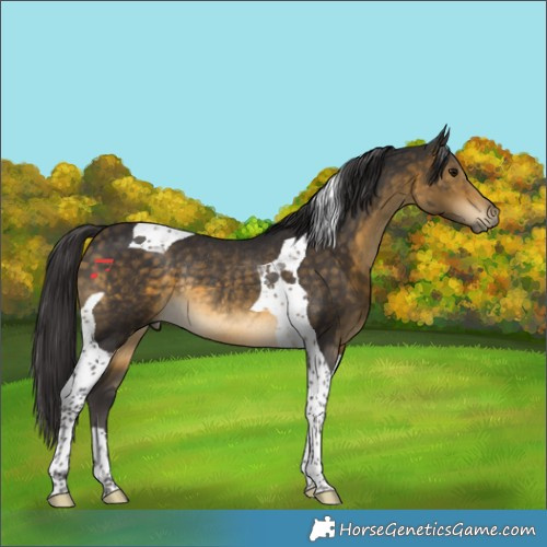 Horse Color:Buckskin Tobiano Rabicano