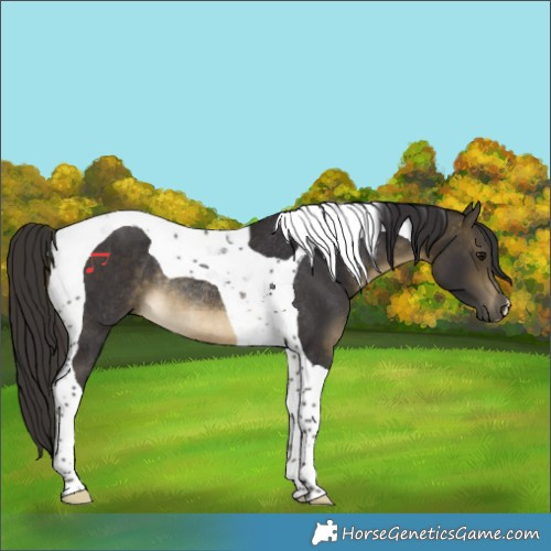 Horse Color:Buckskin Tobiano Rabicano 