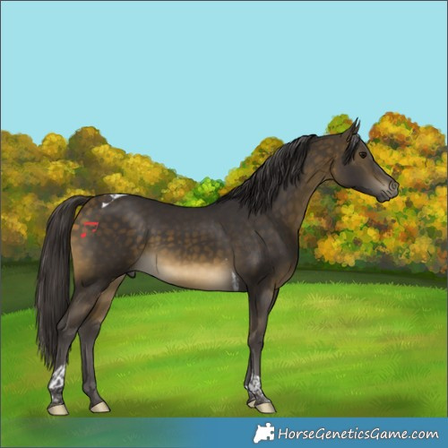 Horse Color:Buckskin Tobiano Rabicano
