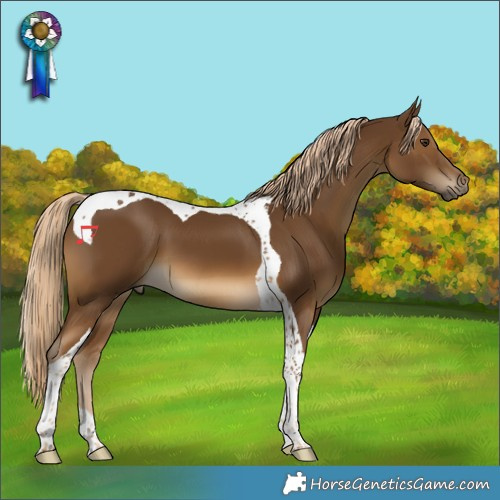 Horse Color:Chocolate Palomino Tobiano