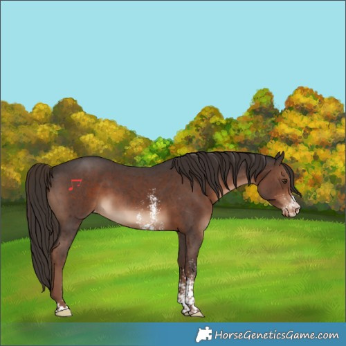 Horse Color:Liver Chestnut Sabino Appaloosa