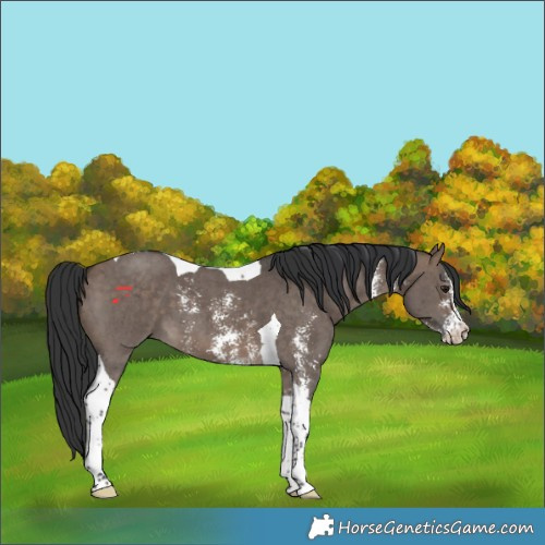 Horse Color:Brown Dun Sabino Tobiano